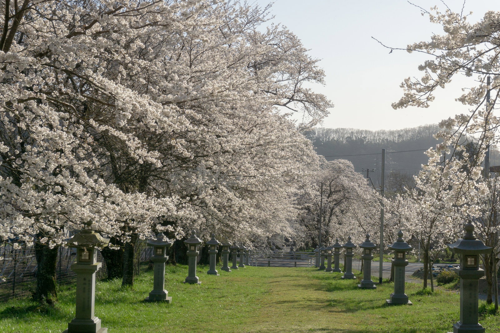 満開の桜並木と石灯篭が続く神社の参道