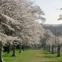 日の光に輝く桜のトンネルの写真
