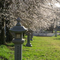 山間の集落にある小さな神社の石灯籠が続く桜の参道の写真