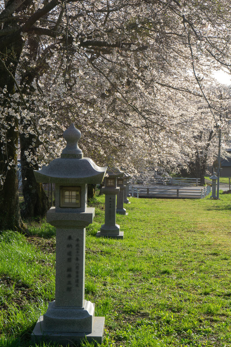 神社の参道に石灯籠が並び桜が咲く