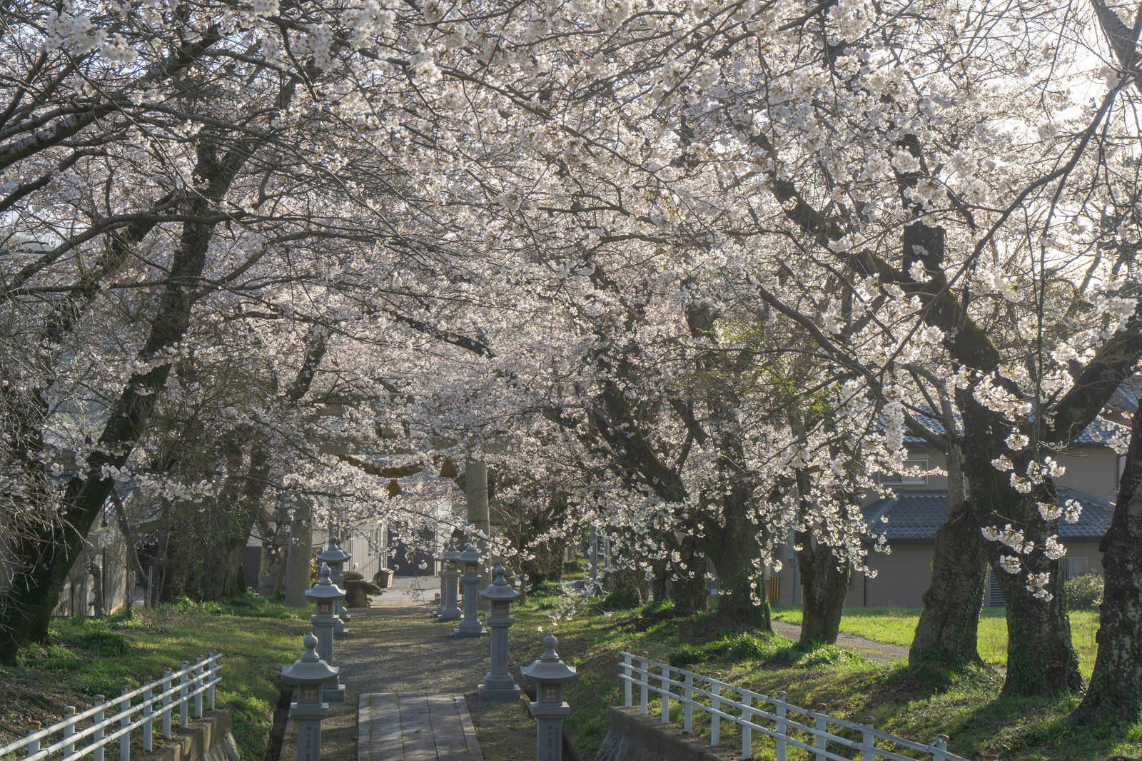 満開の桜が覆う石灯籠の参道