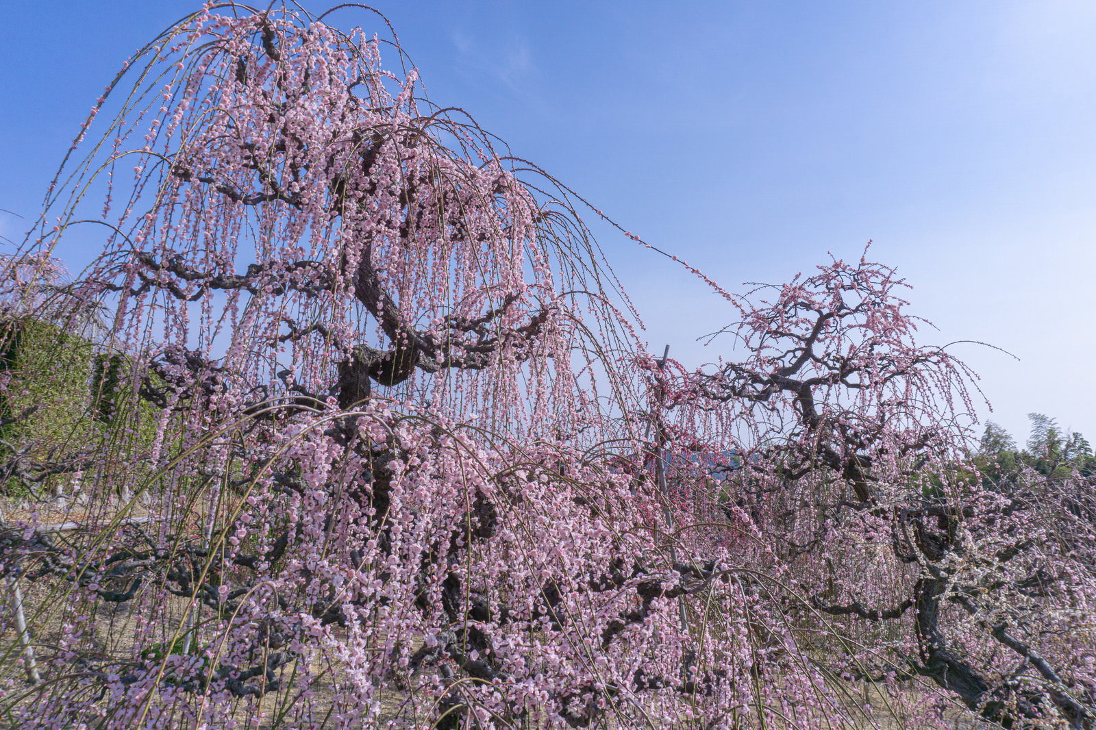 淡いピンク色の花が咲き乱れる枝垂れ梅の老木が、晴れた青空の下で群生している