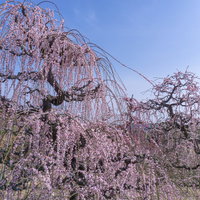 見頃を迎えた淡いピンクの枝垂れ梅の写真