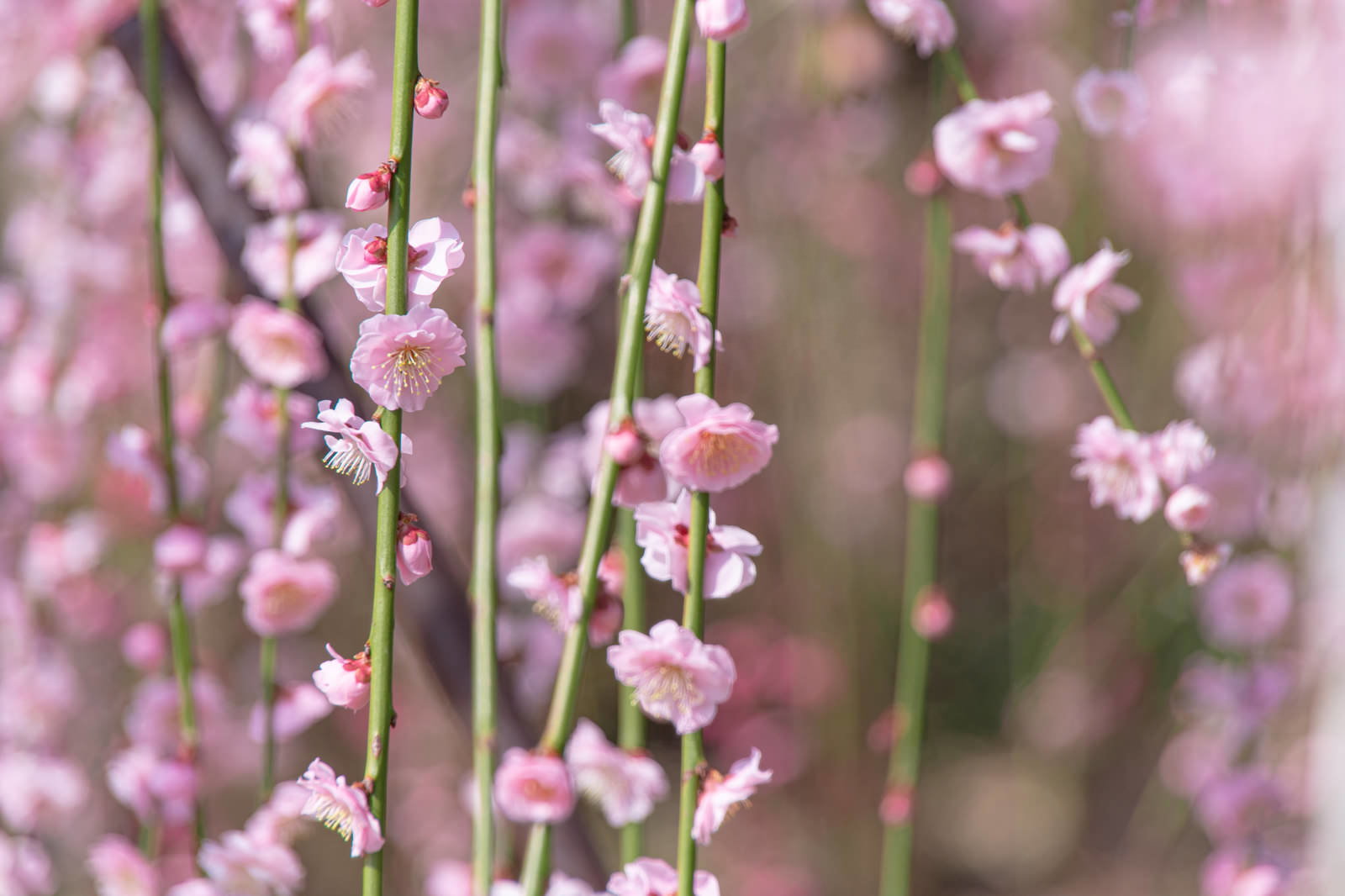 春の日差しの中で満開に咲く淡いピンクの枝垂れ梅の花