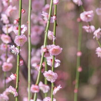 春の日差しにほころぶ枝垂れ梅の写真