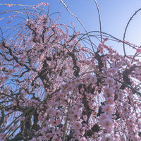樹下から見上げる見頃の枝垂れ梅の写真