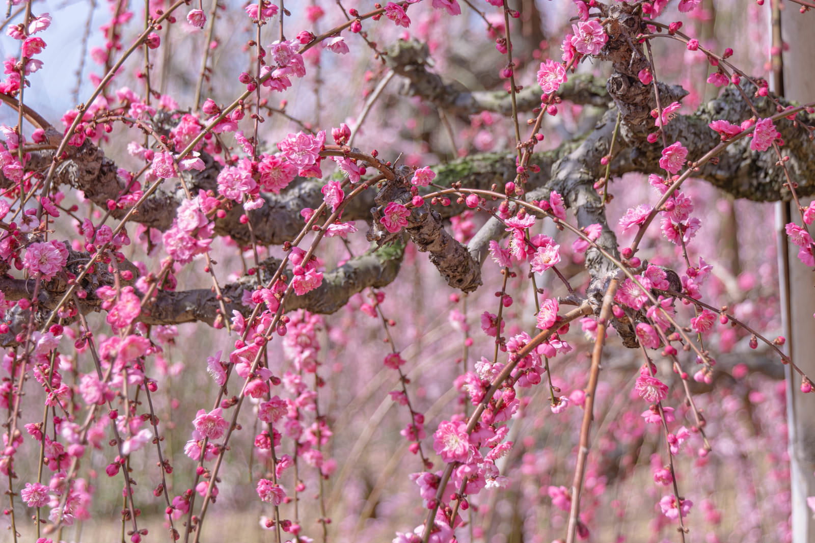 満開に咲くピンク色の枝垂れ梅の花が枝に密集している様子