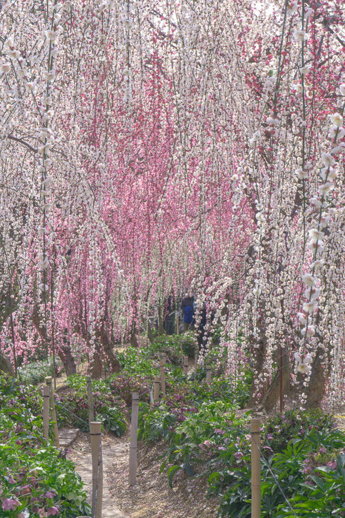 枝垂れ梅に囲まれて歩く小道