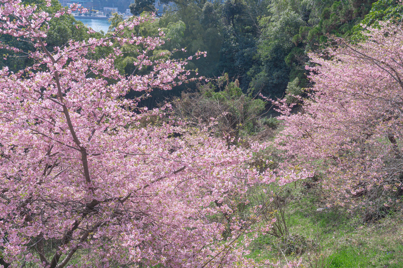 道路脇の斜面一面に満開の濃いピンクの河津桜が咲いている