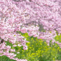 日の光に輝く満開の河津桜の写真