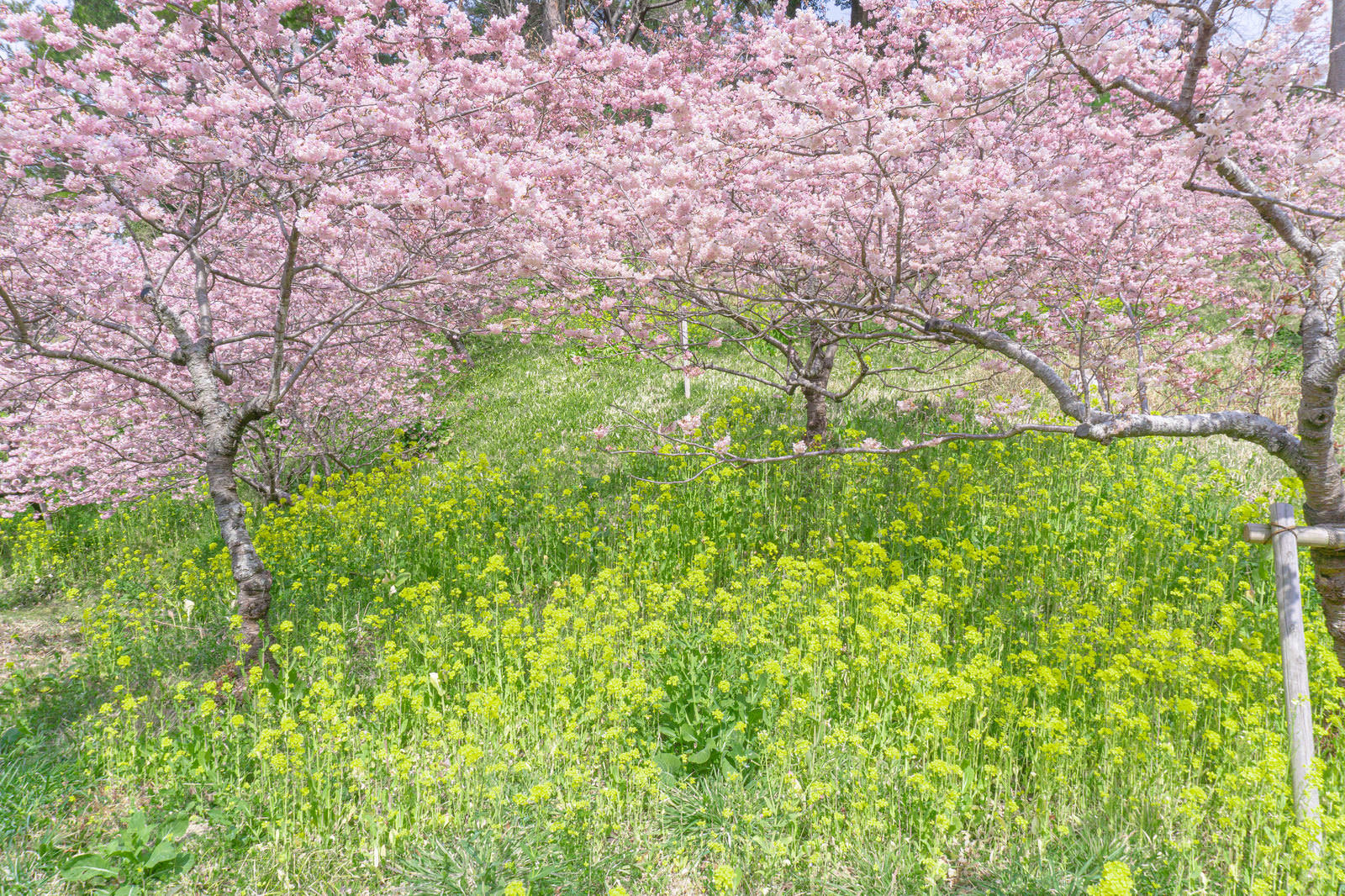 満開の桜の木の下に黄色い菜の花が一面に咲く春の風景