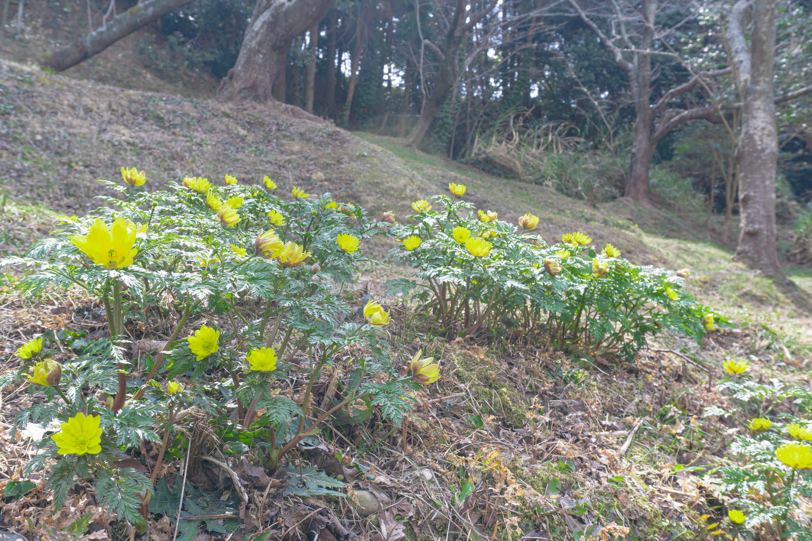 茶色い斜面に咲く黄色い福寿草の花と緑の葉