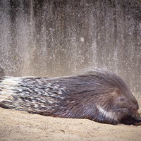 日向でまどろむアフリカタテガミヤマアラシの写真