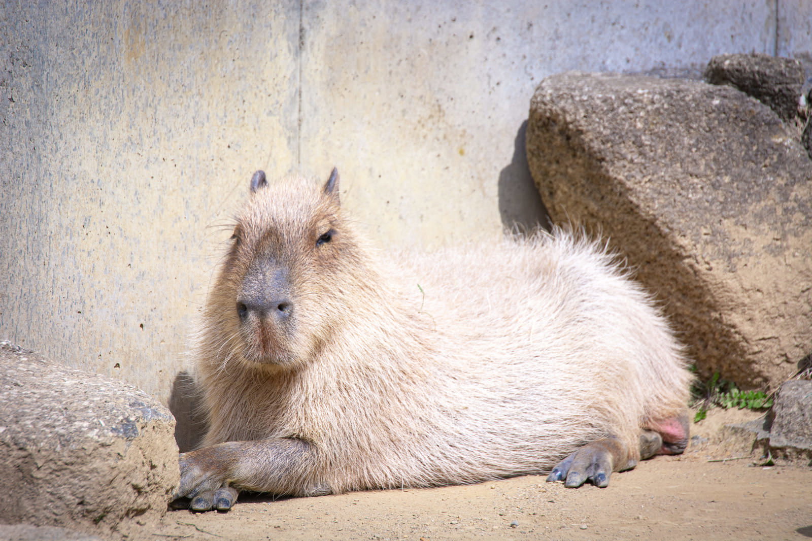 岩場でリラックスして横になっているカピバラ