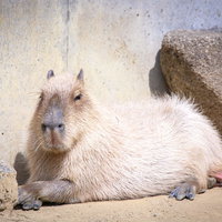 まったりと日向ぼっこ中のカピバラの写真