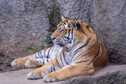 遠い目をしているトラ