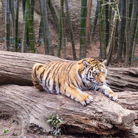 夢中で爪とぎしているトラの写真