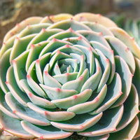 まるで大輪の花のように見えるエケベリアの写真