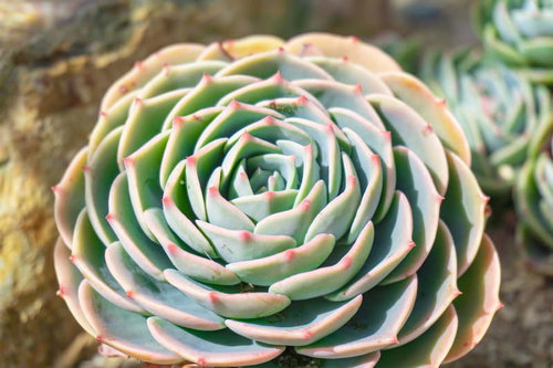 まるで大輪の花のように見えるエケベリア