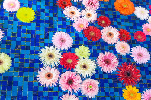 タイル張りの池に浮かぶガーベラ