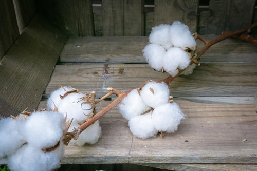 棚に置かれたコットンフラワー