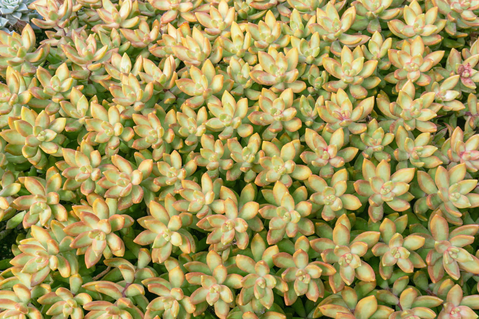 隙間なく密集して植えられた小さな多肉植物の葉