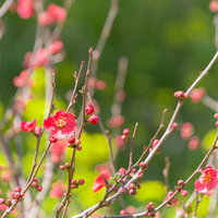 花が開き始めたボケの木の写真