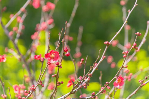 花が開き始めたボケの木