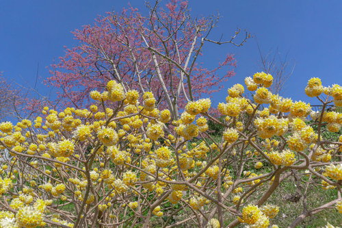 満開のミツマタ