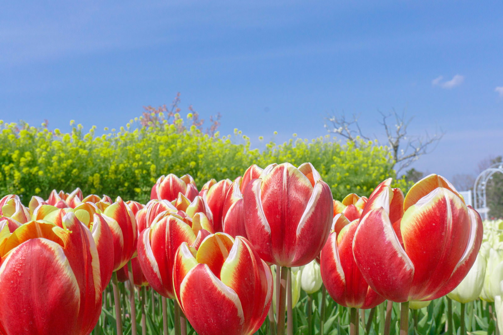 青空の下に咲く赤と白のチューリップの花畑