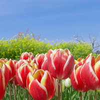 鮮やかな花を咲かせるチューリップの写真