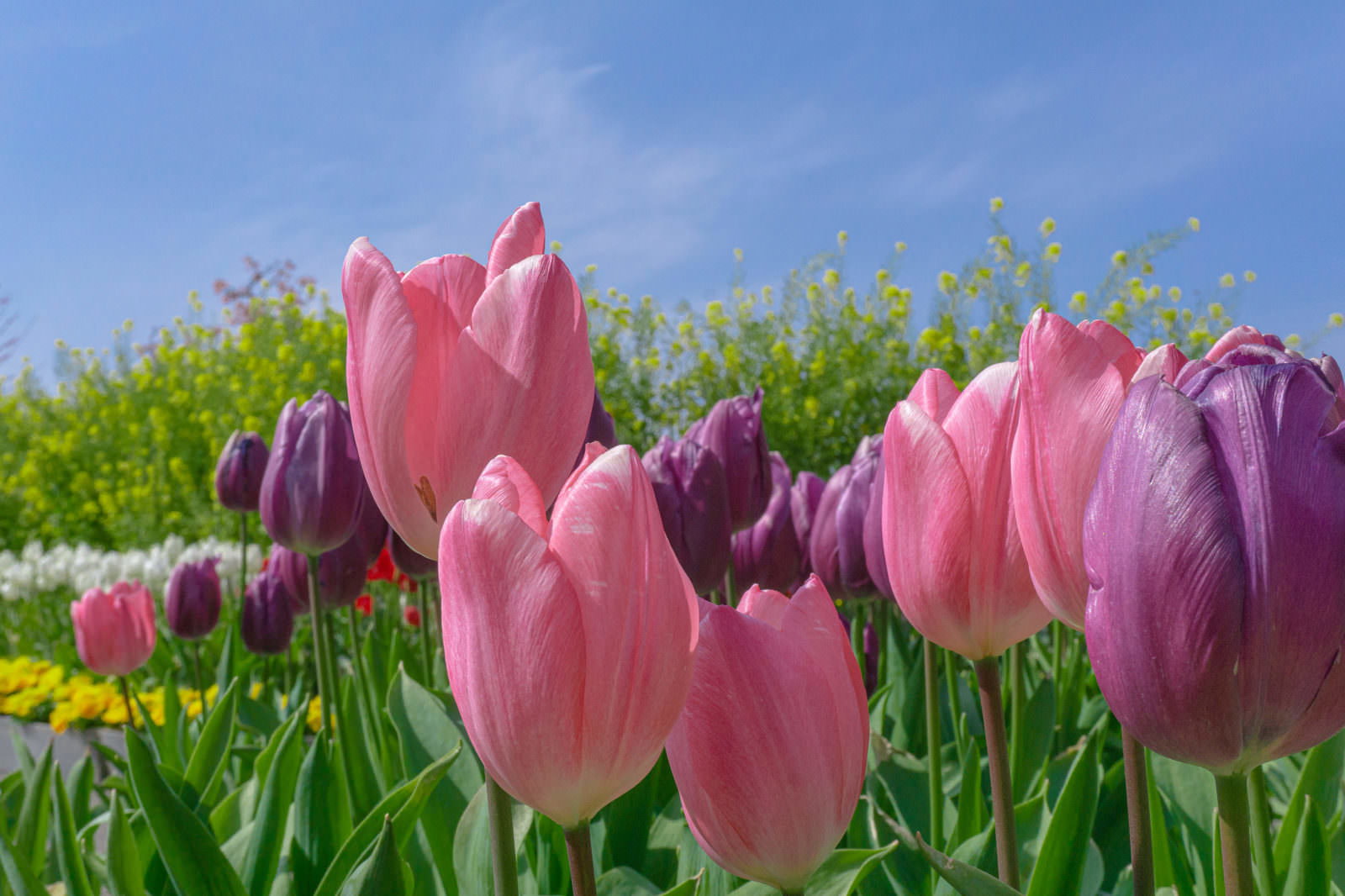 青空の下でピンクのチューリップと黄色い菜の花が咲く春の花畑