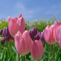チューリップや菜の花が見える春の花畑の写真