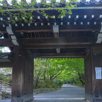 龍安寺山門から見える新緑の参道の写真