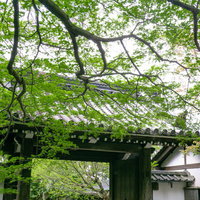青紅葉越しの龍安寺山門の写真