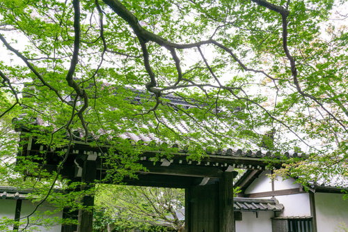 青紅葉越しの龍安寺山門