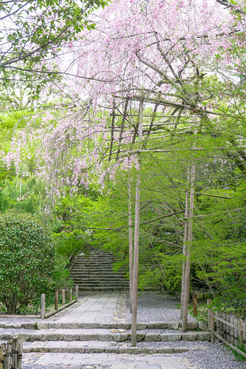 龍安寺の参道に咲く枝垂桜と新緑に囲まれた石畳の道
