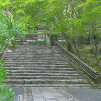 鮮やかな新緑に囲まれる春の龍安寺の石段の写真
