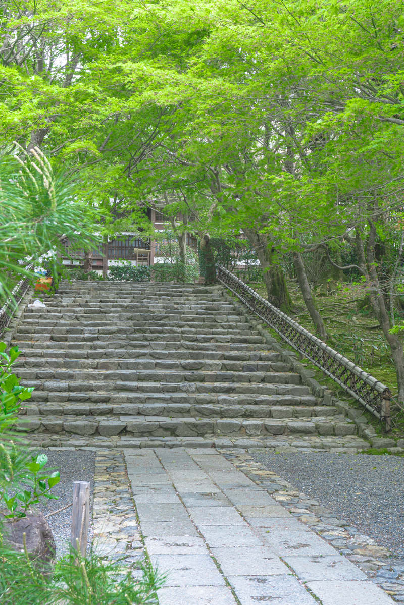 新緑の木々に囲まれた龍安寺の石段を撮影した春の風景