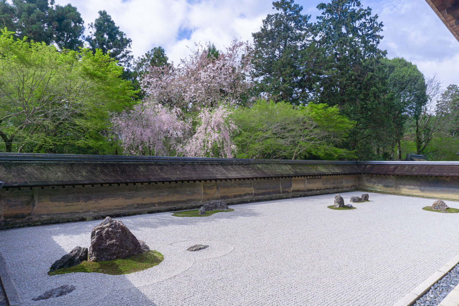 春の龍安寺石庭、白砂に配置された石と背景の枝垂桜
