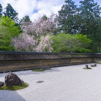 枝垂桜が彩を添える春の龍安寺石庭の写真