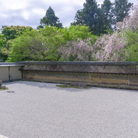 石庭を淡い色で彩る新緑の紅葉と枝垂桜の写真