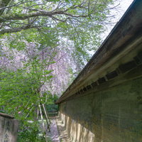 石庭を囲む土塀を外から見るの写真