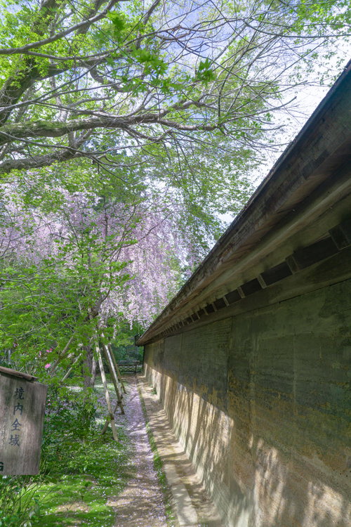 石庭を囲む土塀を外から見る