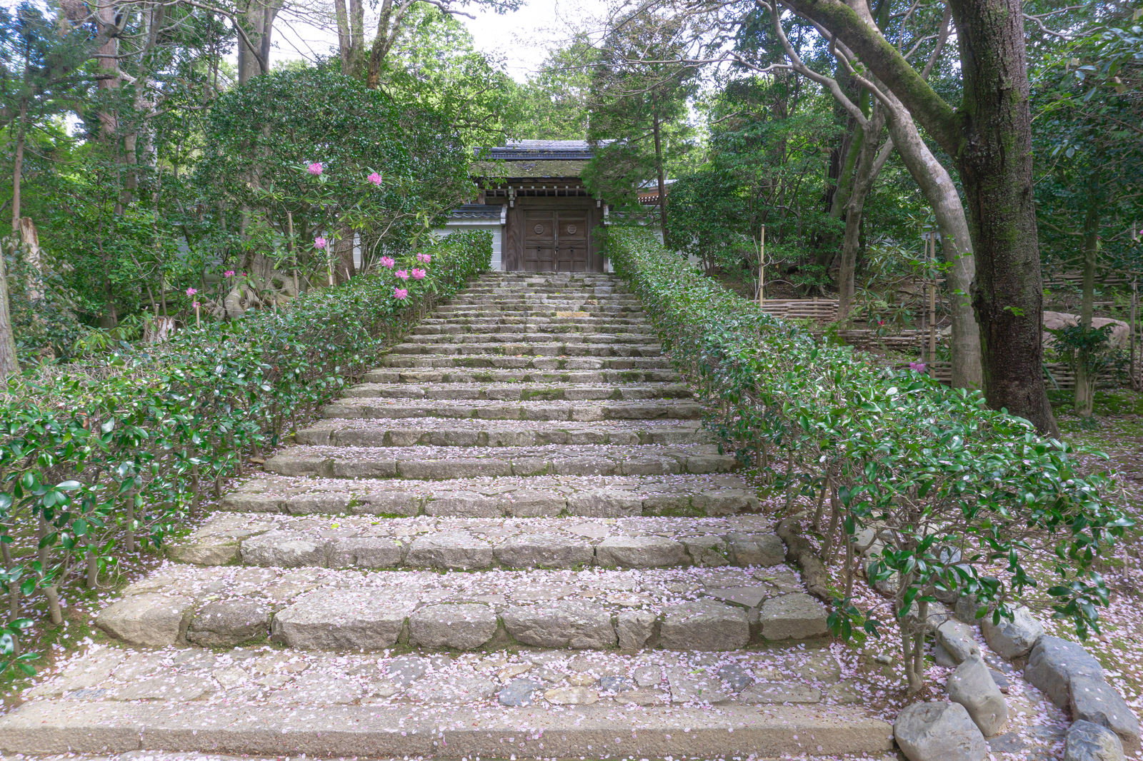 桜の花びらが散る石段と緑に囲まれた参道、奥に小さな門が見える境内の風景