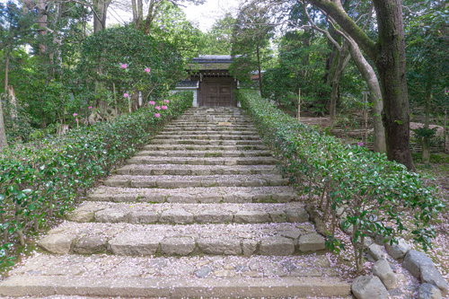 桜の花びらが散る小さな門へと続く石段