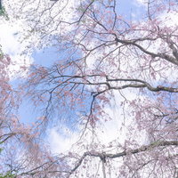 美しい桜が覆う龍安寺桜苑の春の空の写真