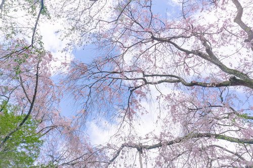 美しい桜が覆う龍安寺桜苑の春の空