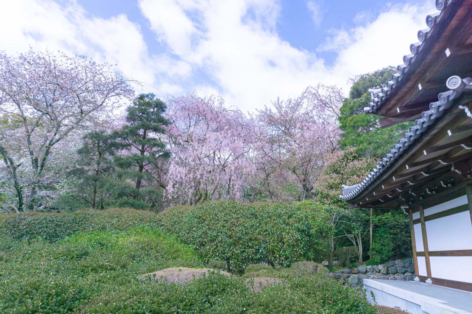 龍安寺の納骨堂前で淡紫色の満開の桜が咲く春の庭園風景