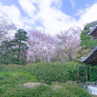 龍安寺納骨堂と春の景色の写真